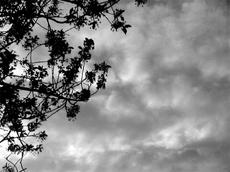 Furtuna in Delta Dunarii